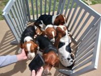 Basset Hound Puppies for sale in Indianapolis, Indiana. price: NA