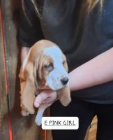 Basset Hound Puppies for sale in Nashville, Tennessee. price: $475