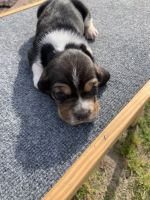 Basset Hound Puppies for sale in Benson, NC 27504, USA. price: $900