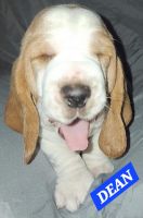 Basset Hound Puppies for sale in The Dalles, Oregon. price: $1,000
