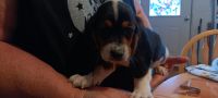 Basset Hound Puppies for sale in Chickasha, Oklahoma. price: $500