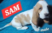 Basset Hound Puppies for sale in The Dalles, Oregon. price: $1,000