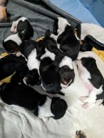 Basset Hound Puppies for sale in Pueblo West, Colorado. price: $2,500