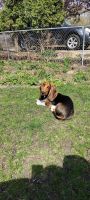Basset Hound Puppies for sale in St. paul, Minnesota. price: $850