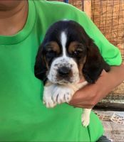 Basset Hound Puppies for sale in Benson, NC 27504, USA. price: $850