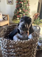 Basset Hound Puppies for sale in San Bernardino, CA, USA. price: $650