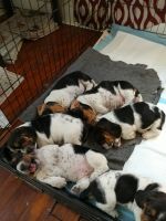 Basset Hound Puppies for sale in Gaithersburg, MD, USA. price: $750