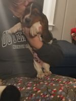 Basset Hound Puppies for sale in Gaithersburg, MD, USA. price: $500