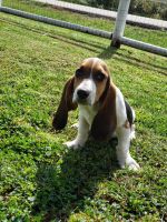 Basset Hound Puppies for sale in Troy, MO 63379, USA. price: $240