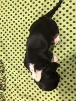 Basset Hound Puppies for sale in Leonardtown, MD 20650, USA. price: $750