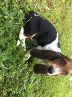 Basset Hound Puppies for sale in Fort Lauderdale, FL, USA. price: $800