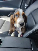 Basset Hound Puppies for sale in Tampa, FL, USA. price: $700