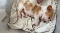 Basset Hound Puppies for sale in Virginia Beach, VA, USA. price: $500