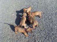 Bavarian Mountain Hound Puppies for sale in Indianapolis, IN, USA. price: $450