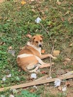 Bavarian Mountain Hound Puppies for sale in Roanoke, VA 24019, USA. price: $50