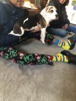 Beabull Puppies for sale in Columbus, OH, USA. price: $1,500