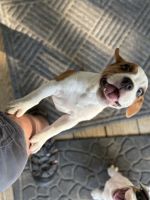 Beabull puppies needing good homes.