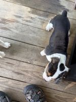 Beabull puppies needing good homes.