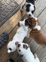 Beabull Puppies for sale in Athens, TN 37303, USA. price: $200
