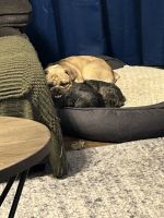 Oscar’s new home search