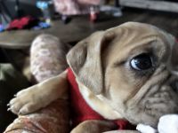 Oscar’s new home search