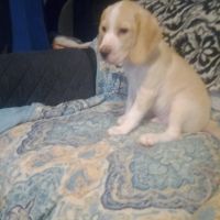 Beagador Puppies for sale in Houtzdale, PA 16651, USA. price: $100