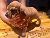 Beagador Puppies for sale in Chicago, Illinois. price: $200