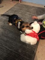 1 year olds pure beagle