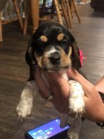 AKC Registered Beagle