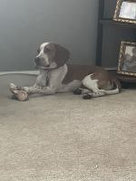 Beagle for sale