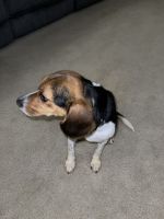 Shilah - 15 Month Old