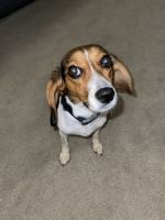 Shilah - 15 Month Old