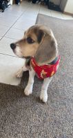 Beagle for sale