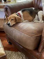 Beagle needs a new home