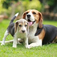 amazing beagle puppies for sale
