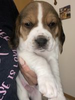 Beagle Puppies for sale in Lincoln, NE, USA. price: $900
