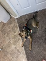 Fun loving playful puppy