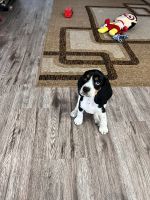 Bingo friendly puppy