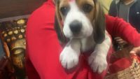 Cute beagle puppy in very resonable price