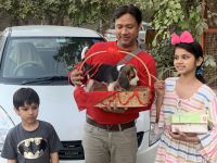 Cute beagle puppy in very resonable price