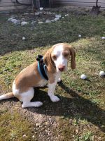 5 month old beagle puppy