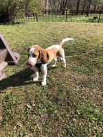 5 month old beagle puppy