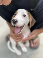 Looking for a HOme for my baby