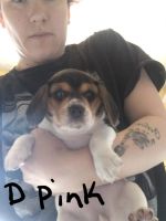 3 Beagle puppies available