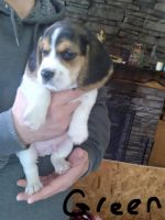 3 Beagle puppies available