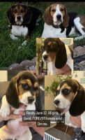 Beagle puppies looking for forever home