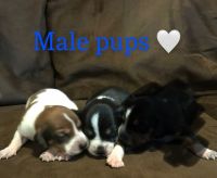 Beagle puppies ready to find their forever homes