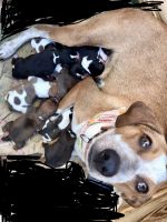 Beagle puppies ready to find their forever homes