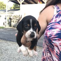 Beagle puppies
