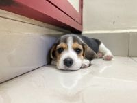 Beagle Puppies for sale in Chennai, Tamil Nadu, India. price: 30,000 INR